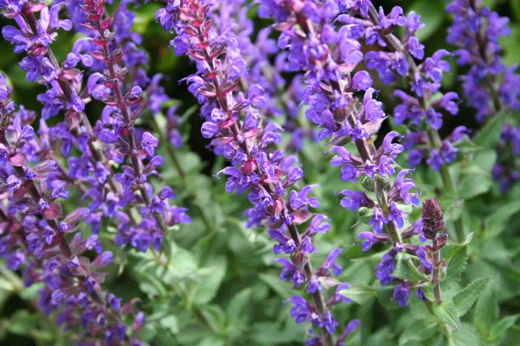 https://blog.serenataflowers.com/pollennation/wp-content/uploads/2016/05/salvia_blue_queen.jpg