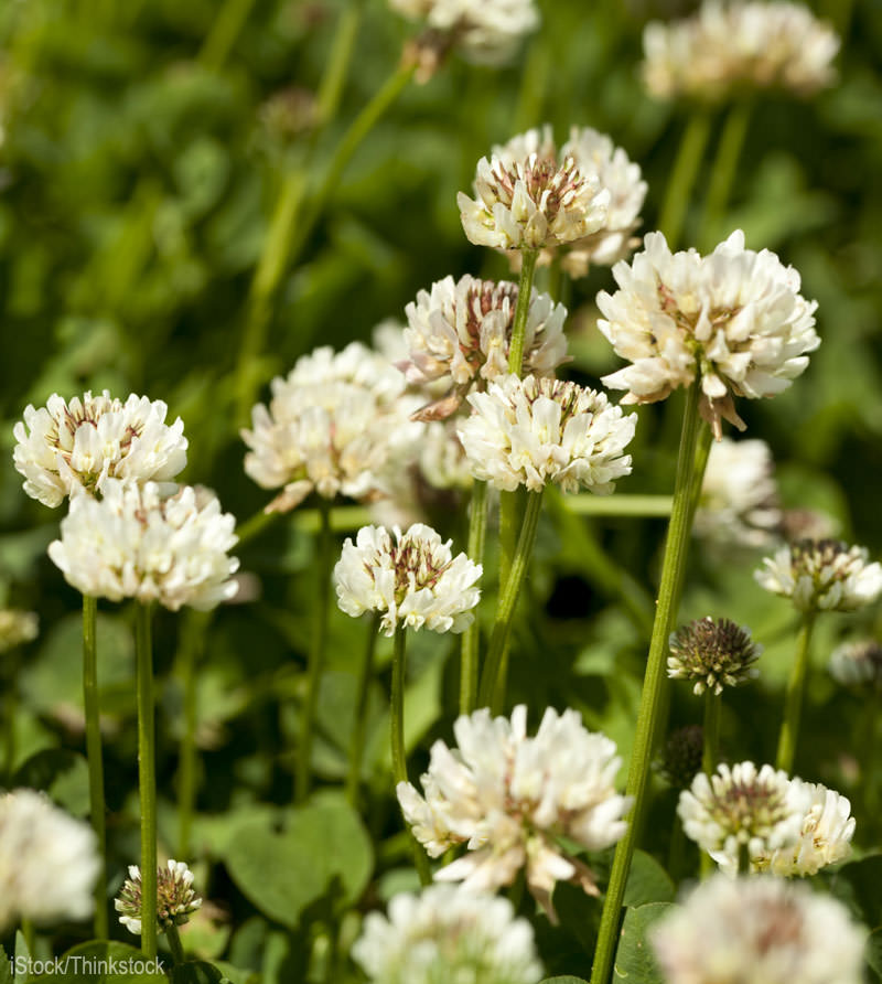http://www.hobbyfarms.com/5-reasons-to-let-white-clover-grow-in-your-lawn-3/
